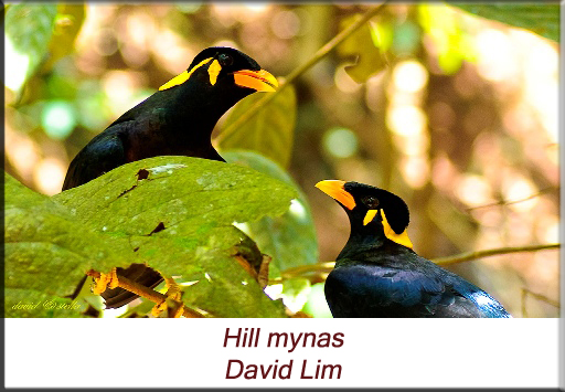 David Lim - Hill mynas